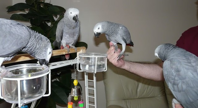 African Grey Parrots München - изображение 1