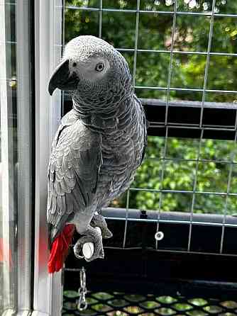 African Grey Parrots Штутгарт