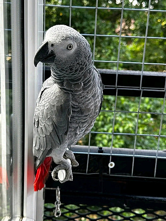 African Grey Parrots Stuttgart - photo 1