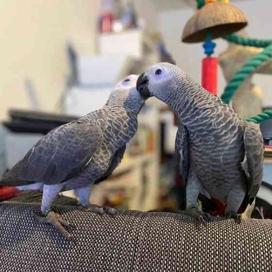 African Grey Parrots Potsdam