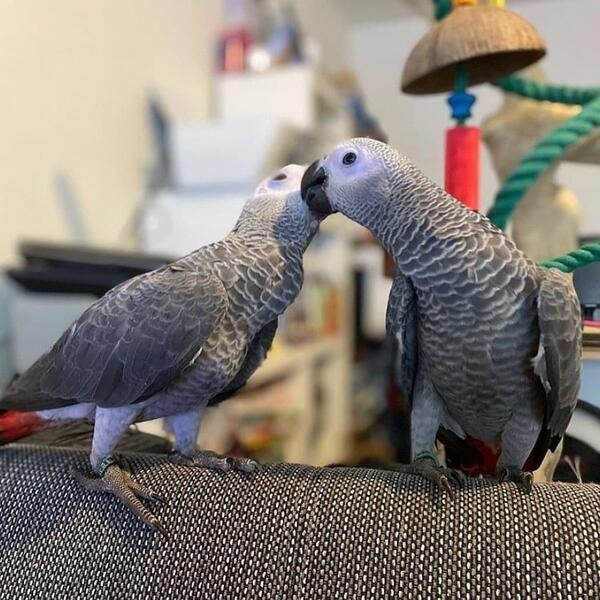 African Grey Parrots Potsdam - photo 1