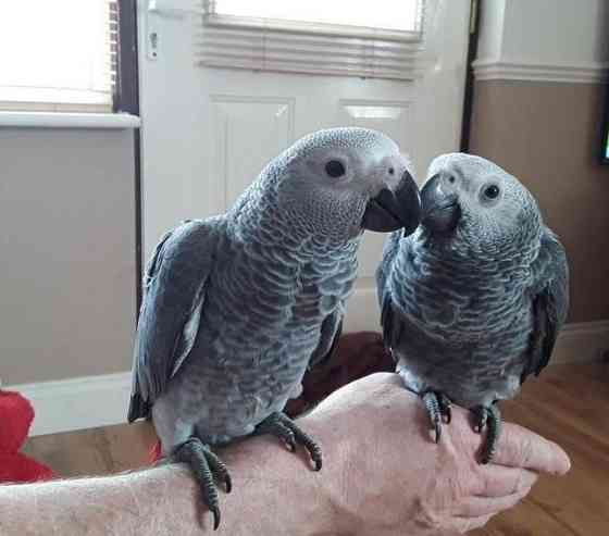 African Grey Parrots Бремен