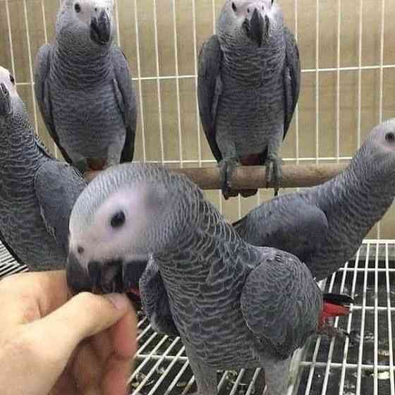 African Grey Parrots Ганновер