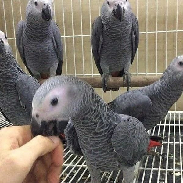 African Grey Parrots Hannover - photo 1