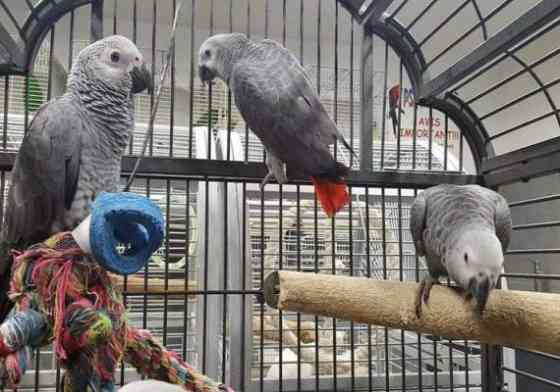 African Grey Parrots Вісбаден