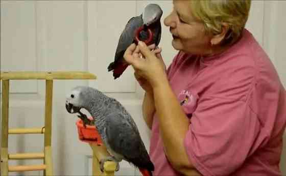 African Grey Parrots Ганновер