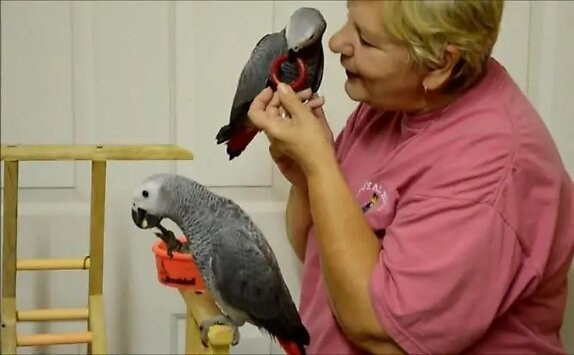 African Grey Parrots Hannover - photo 1