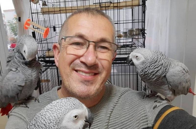 African Grey Parrots Magdeburg - изображение 1