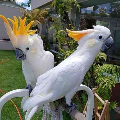 Cockatoo Parrots Berlin