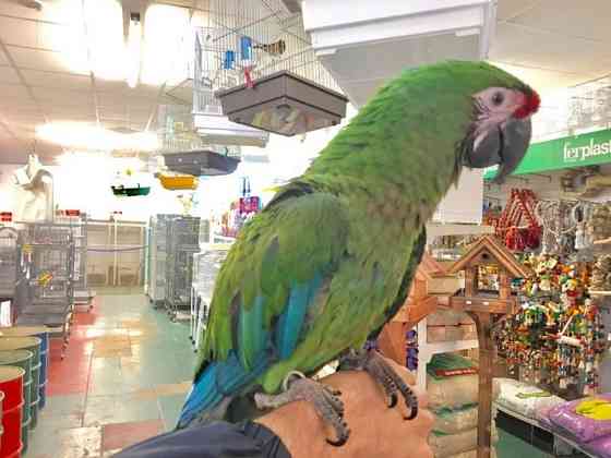 Military Macaws Munich