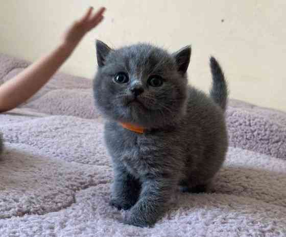 British Shorthair kittens Вайсенбург-ін-Байєрн