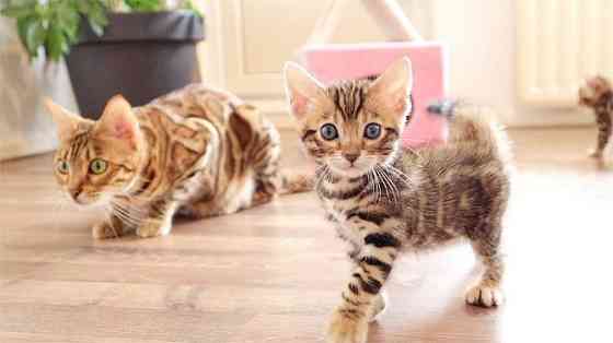 Bengal kittens Вайсенбург-ін-Байєрн