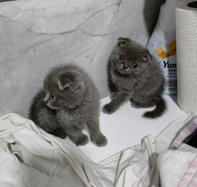 Scottish fold kittens Шверин - изображение 1