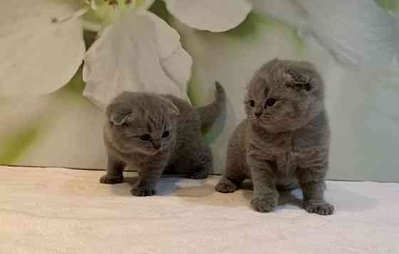 Scottish fold kittens Saarbruecken