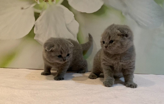 Scottish fold kittens Саарбрюккен - изображение 1