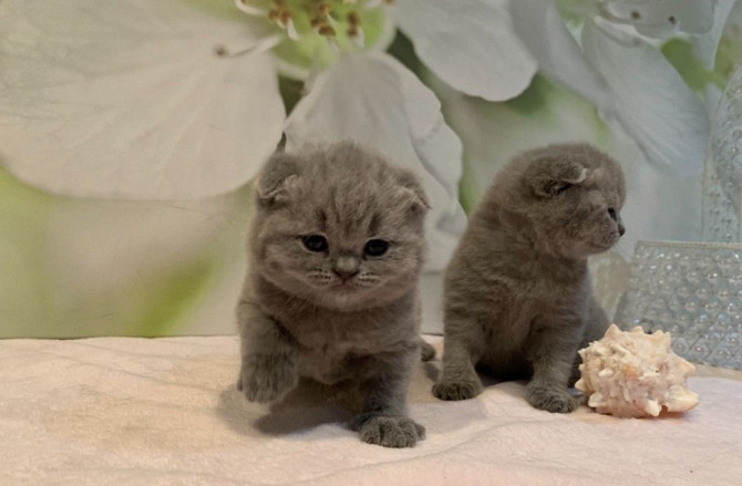 Scottish fold kittens Hannover - photo 1