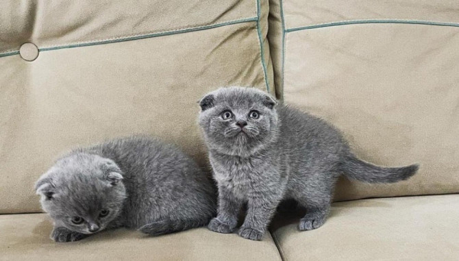 Scottish fold kittens Bremen - photo 1