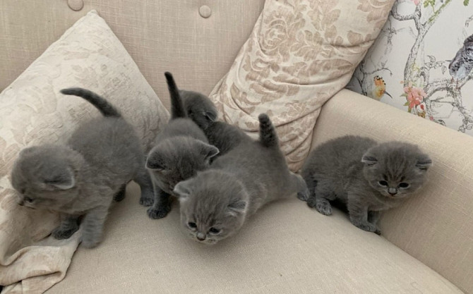 Scottish fold kittens Розенхайм - изображение 1