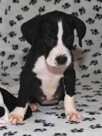 Home Raised Great Dane Puppies For Sale Hamburg