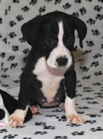 Home Raised Great Dane Puppies For Sale Hamburg - photo 1