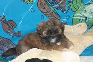 Purebred Shih Tzu Puppies Schwerin