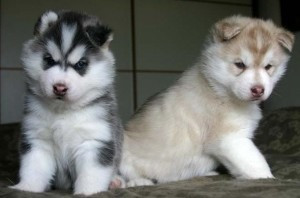 Siberian Husky-Welpen kostenlos in ein gutes Zuhause abgeben Erfurt - photo 1