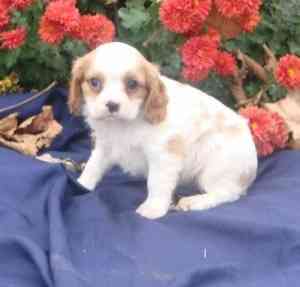 Cavalier King Charles Spaniel-Welpen Bremen