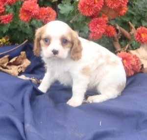 Cavalier King Charles Spaniel-Welpen Bremen - photo 1