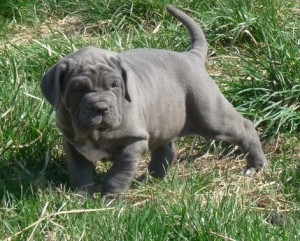 Neapolitanischer Mastiff-Welpen Mainz - photo 1