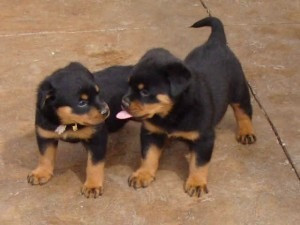 Süße Rottweiler-Welpen zur Adoption Erfurt - photo 1