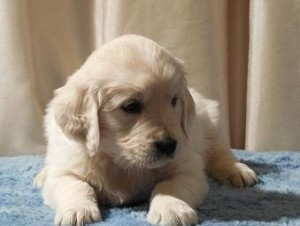 Golden Retriever-Welpe München - изображение 1