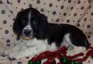 English Springer Spaniel Берлин