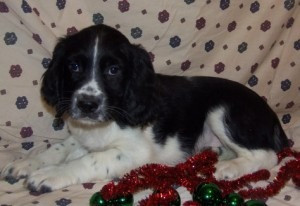 English Springer Spaniel Berlin - photo 1