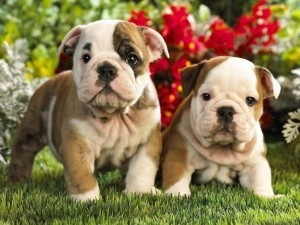 Ausgezeichnete englische Bulldoggenwelpen zur Adoption Hannover - изображение 1