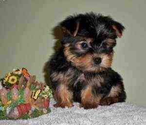 Hübsche Teacup-Yorkie-Welpen mit Babygesicht zur Adoption Ерфурт