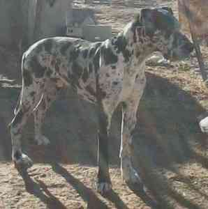 AKC Harlequin Deutsche Dogge als Deckrüde Munich