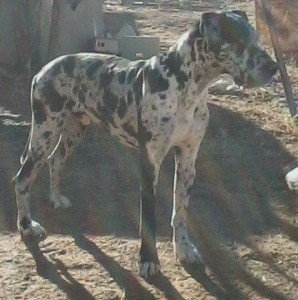 AKC Harlequin Deutsche Dogge als Deckrüde Munich - photo 1