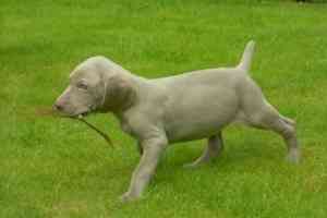 Wunderschöner neuer Wurf reinrassiger Weimaraner-Welpen zu verkaufen Потсдам