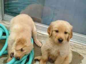 Golden Retriever-Welpen zur Adoption Майнц