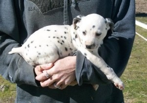 Dalmatinerwelpen zur Adoption Hamburg - photo 1