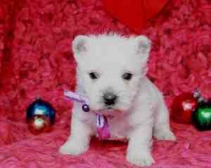 West Highland White Terrier Welpen zu verkaufen! Ерфурт