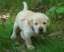 Hübsche Labradorwelpen zur Adoption. Berlin