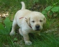 Hübsche Labradorwelpen zur Adoption. Берлін - изображение 1