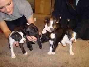 Boston Terrier Welpen Bremen