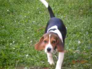 Freier Beagle – Vollblut, keine Papiere Wiesbaden