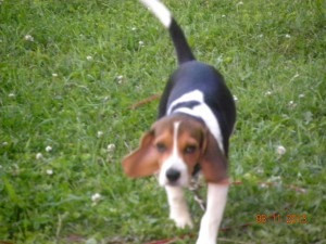 Freier Beagle – Vollblut, keine Papiere Wiesbaden - photo 1