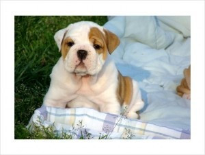 2 AKC Englische Bulldoggenwelpen Wiesbaden - photo 1