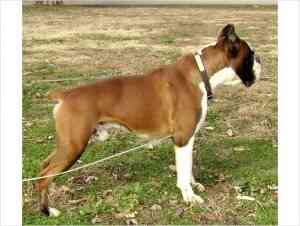 AKC-registrierte Boxerwelpen, Champion-Blutlinien Mainz