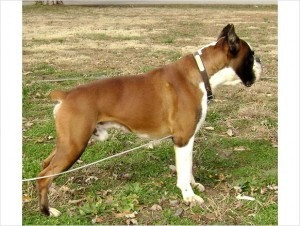 AKC-registrierte Boxerwelpen, Champion-Blutlinien Mainz - photo 1