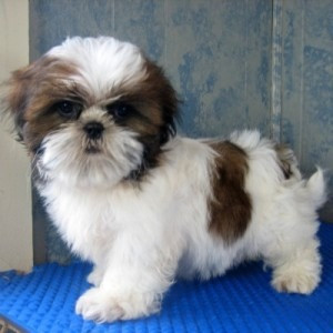 Liebevolle und zu Hause aufgezogene SHIH TZU-Welpen zur Adoption Saarbruecken - photo 1